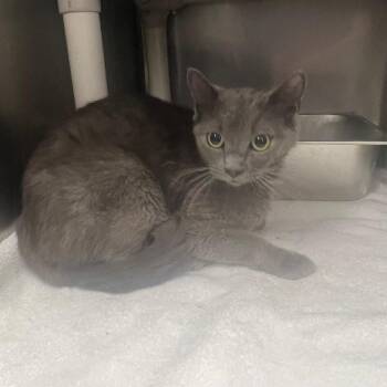 Ariel -  Domestic Short Hair Cat for Adoption in Roanoke, Virginia - Ariel | PetCurious