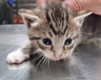 DILL -  Domestic Short Hair Cat for Adoption in Aurora, Illinois - DILL | PetCurious