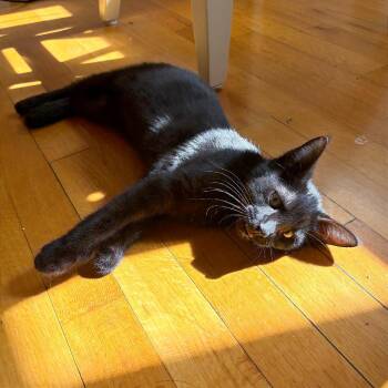 Megatron -  Domestic Short Hair Cat for Adoption in Oak Park, Illinois - Megatron | PetCurious