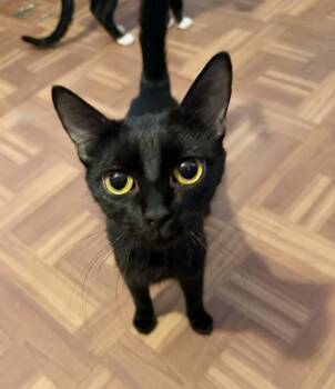 Domestic Short Hair Cats Available for Adoption in Tucson, Arizona - Simone 2 | PetCurious