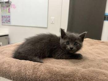 Manon -  Domestic Short Hair Cat for Adoption in Kansas City, Missouri - Manon | PetCurious