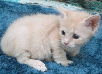 Enable -  Domestic Short Hair Cat for Adoption in Lexington, Virginia - Enable | PetCurious