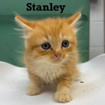 Stanley -  Domestic Medium Hair Cat for Adoption in Parkersburg, West Virginia - Stanley | PetCurious