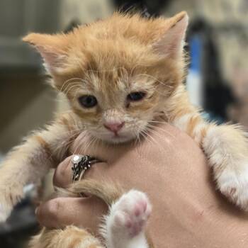 Tinker -  Domestic Short Hair Cat for Adoption in Wickenburg, Arizona - Tinker | PetCurious
