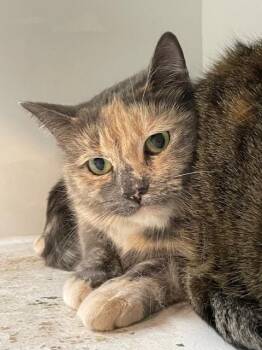 Rescue Domestic Short Hair Cats for Adoption in Hayward, Wisconsin - Annie | PetCurious