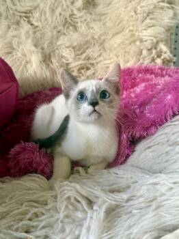 Rumi -  Siamese and Tabby Cat for Adoption in Jefferson, Louisiana - Rumi | PetCurious