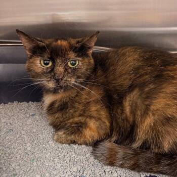 Domestic Medium Hair Cats Available for Adoption in Indianapolis, Indiana - Jewel | PetCurious