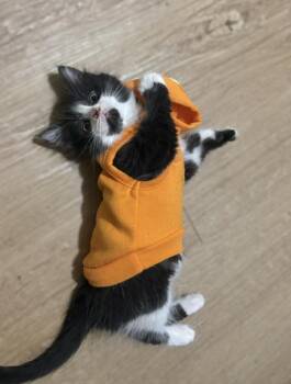 Rosemary -  Domestic Medium Hair Cat for Adoption in Vancouver, Washington - Rosemary | PetCurious