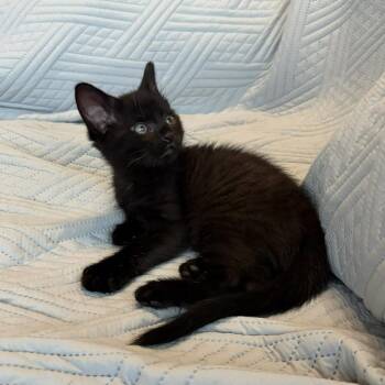 Surfboard -  Domestic Short Hair Cat for Adoption in Chicago, Illinois - Surfboard | PetCurious
