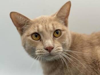 Rescue Domestic Short Hair Cats for Adoption in Portland, Oregon - Crush | PetCurious
