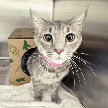 Polly Magoo -  Domestic Short Hair Cat for Adoption in Brentwood, Missouri - Polly Magoo | PetCurious