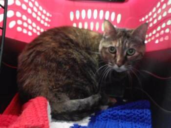 Domestic Short Hair Cats Available for Adoption in Omaha, Nebraska - PUTTY CAT | PetCurious