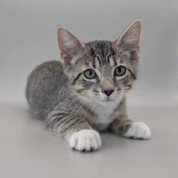 Bonnie -  Domestic Short Hair Cat for Adoption in Williston, Florida - Bonnie | PetCurious
