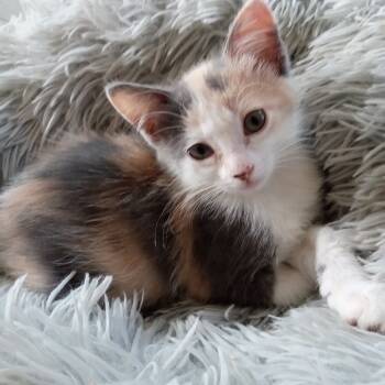 Rescue Domestic Short Hair Cats for Adoption in Galveston, Texas - Cozi | PetCurious