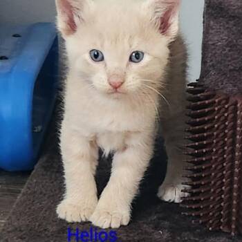 Helios -  Domestic Short Hair Cat for Adoption in Grand Rapids, Minnesota - Helios | PetCurious