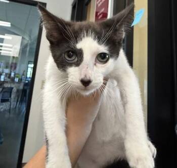 Elm -  Domestic Short Hair Cat for Adoption in Dubuque, Iowa - Elm | PetCurious
