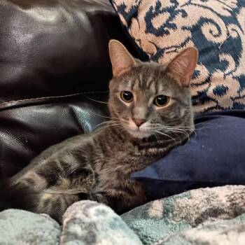 Stormy -  Domestic Short Hair Cat for Adoption in Millcreek, Utah - Stormy | PetCurious