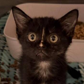 Pipswueak -  Domestic Short Hair Cat for Adoption in Horn Lake, Mississippi - Pipswueak | PetCurious
