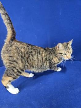 Rescue American Shorthair Cats for Adoption in Ruston, Louisiana - 1, 2 Step | PetCurious