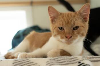 RUFUS -  Domestic Short Hair Cat for Adoption in Owensboro, Kentucky - RUFUS | PetCurious