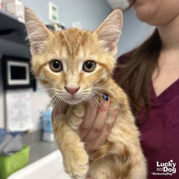 Domestic Short Hair and Tabby Cats Available for Adoption in Washington, District Of Columbia - Sunny | PetCurious