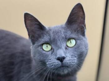 Paige -  Domestic Short Hair Cat for Adoption in Portland, Oregon - Paige | PetCurious