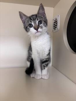 Hazey -  Domestic Short Hair Cat for Adoption in Lancaster, Pennsylvania - Hazey | PetCurious