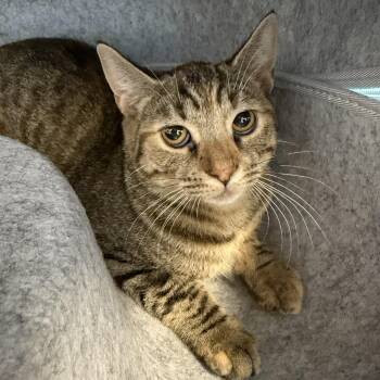 Raisin Bran -  Domestic Short Hair Cat for Adoption in Cooperstown, New York - Raisin Bran | PetCurious