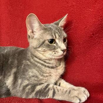 Shadow WV (seeking foster home) -  Domestic Short Hair Cat for Adoption in Merrifield, Virginia - Shadow WV (seeking Foster Home) | PetCurious