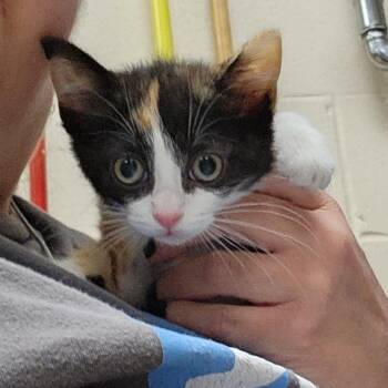 Doodles -  Domestic Short Hair Cat for Adoption in Walker, Michigan - Doodles | PetCurious