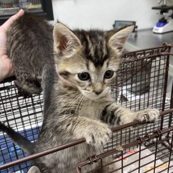 Hansen -  Domestic Short Hair Cat for Adoption in Galveston, Texas - Hansen | PetCurious