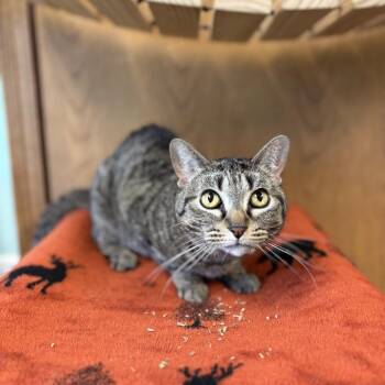 Gabbi -  Domestic Short Hair Cat for Adoption in Fargo, North Dakota - Gabbi | PetCurious
