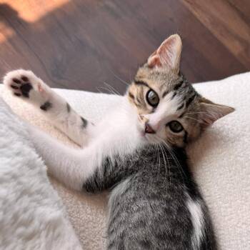 Camille -  Domestic Short Hair Cat for Adoption in Spokane, Washington - Camille | PetCurious
