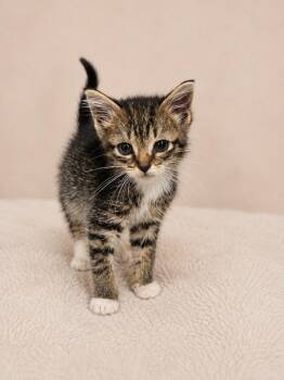 Ant -  Domestic Short Hair Cat for Adoption in Winnsboro, South Carolina - Ant | PetCurious