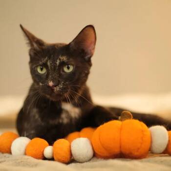 Agate -  Tortoiseshell Cat for Adoption in Coral Gables, Florida - Agate | PetCurious