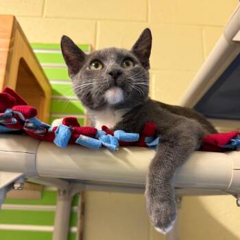Hudson -  Domestic Short Hair Cat for Adoption - Hudson | PetCurious