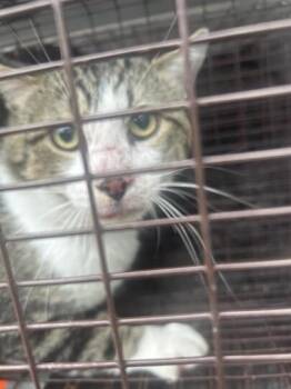 Domestic Short Hair Cats Available for Adoption in Houston, Texas - A656648 | PetCurious