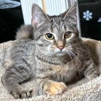 Bengal Cats Available for Adoption in Oakwood, Georgia - FANTASTIC FRANGELICO - BENGAL BEAUTY! | PetCurious