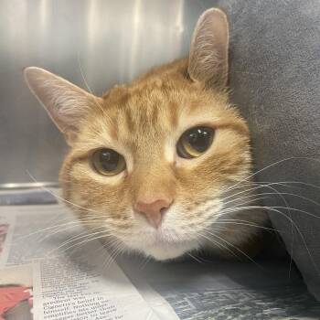 Milo The Magnificent -  Domestic Short Hair Cat for Adoption in Belleville, Illinois - Milo The Magnificent | PetCurious