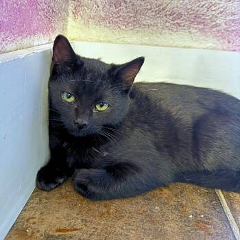 Hocus -  Domestic Short Hair Cat for Adoption in Ridgway, Colorado - Hocus | PetCurious