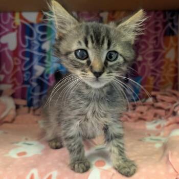 Layton -  Domestic Short Hair Cat for Adoption - Layton | PetCurious