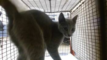 Domestic Short Hair Cats Available for Adoption - ALLY | PetCurious