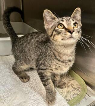 Dude -  Domestic Short Hair Cat for Adoption - Dude | PetCurious