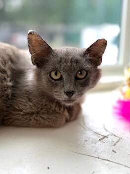 Domestic Long Hair Cats Available for Adoption in Lockhart, Texas - Blue | PetCurious