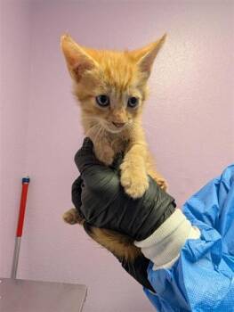 61724701 -  Domestic Medium Hair Cat for Adoption in El Paso, Texas - 61724701 | PetCurious