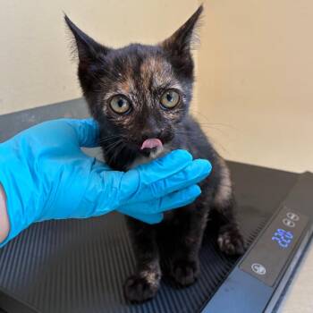 Calypso -  Domestic Short Hair Cat for Adoption in Pasadena, California - Calypso | PetCurious