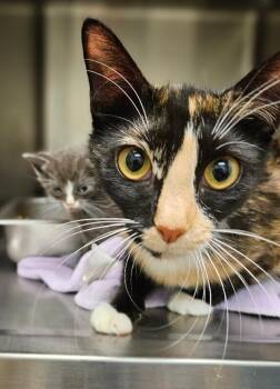 Betty -  Domestic Short Hair Cat for Adoption in Disputanta, Virginia - Betty | PetCurious