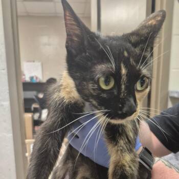 Domestic Short Hair Cats Available for Adoption in Birmingham, Alabama - Miski | PetCurious
