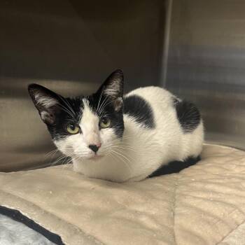 Pancake -  Domestic Short Hair Cat for Adoption in Pauls Valley, Oklahoma - Pancake | PetCurious