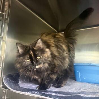 Peanut Butter -  Domestic Long Hair Cat for Adoption in Cedaredge, Colorado - Peanut Butter | PetCurious
